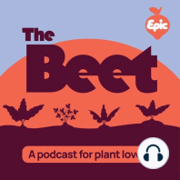 Growing Beets: History and Types