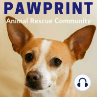 96: Catherine O'Brien, The Pawcast Podcast & Branch Out Programs