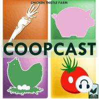 0149 Pig castration and boar taint, pastured chickens and vegetable garden farm !updates