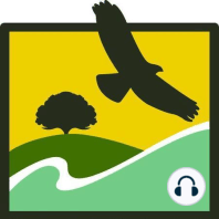 Skyline Ridge Habitats Nature Tour: Track 14 of 15 - Buckeye and Elderberry