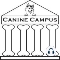 Canine Campus #5: The Low Down on Jumping Up
