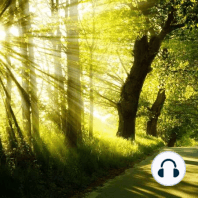 Nature Therapy Relaxing Full Motion Forestry with Natural Sounds