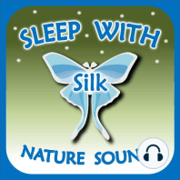 Starry night with crickets (Nature Sounds #23)