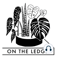 Episode 181: moth orchid rescue with Terry Richardson