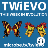 TWiEVO 10: Spicing up peppered moths with a selfish gene