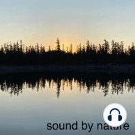 Episode 73: International Dawn Chorus Day at Bigelow Meadow