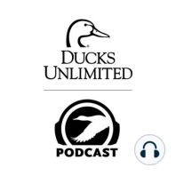 Ep. 5 – 2019 Trends in Duck Breeding Populations Survey – Green-winged teal, Gadwall, American Wigeon