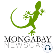 Mongabay Reports: Lost chameleon reappears