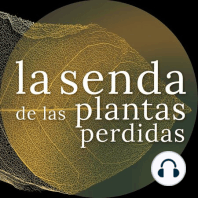 Los árboles de agua y luna: Salix spp. {La Senda de las Plantas Perdidas}