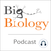 Butterfl-eyes: The evolution and function of insect vision (Ep 69)