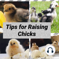 Bonus Episode- My Favorite Chicken Breeds