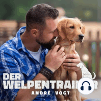 02: Das Training beginnt: Dass muss Dein Hund können!: Der Welpentrainer - Der Podcast mit André Vogt