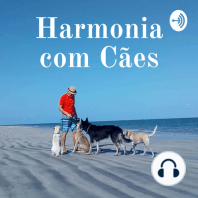 Música acalma os cães