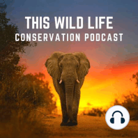 Dr Amy Dickman - Lions, Trophy Hunting and the Ruaha Carnivore project.