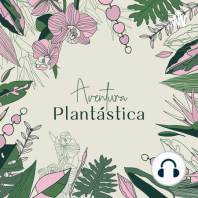 42. PLANTA DEL MES: Ficus Lyrata [T3.E2]