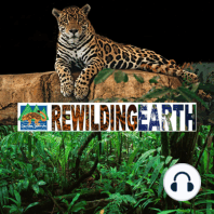 Episode 25: Roland Kays On Eastern Coyote And High-Tech Tracking