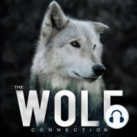 Episode #37 Ellen Brandell - Infectious Diseases & Pathogens in Wolf Packs