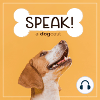 Ep. 9 - The Holidays with Your Dog