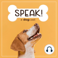 Ep. 13 - Anxiety & Dogs