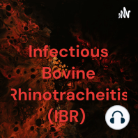 Penyakit Infectious Bovine Rhinotracheitis (IBR)
