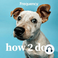 Dog Senses Pt1: Hearing