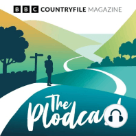 72. Honey buzzards in a Welsh forest – a truly special encounter to start the new season of Plodcasts!