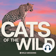 The Mysterious Cats of Morelos: Mariam Weston, Animal Karma