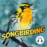 S4E7 - Variations on a Black-throated Blue Warbler