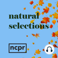 Natural Selections: Smells like turf spirit