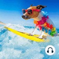 Protect Your Pet From Warm Weather Dangers This Summer Season