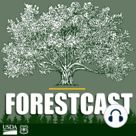 Welcome to “Forestcast”