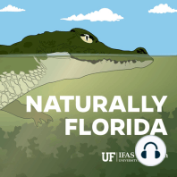(Part 1) Florida's Most Recognizable Reptile: the American Alligator