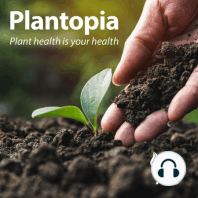 When plant health meets human health: Is agriculture contributing to the rise of antibiotic-resistant human pathogens?