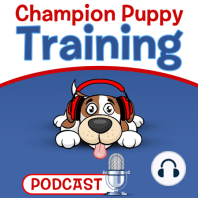 What to Buy for Puppy Training