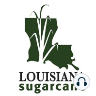 Dr. Gillian Eggleston on Fructan: How We Underestimate This Polysaccharide in Louisiana