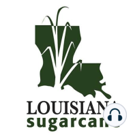 Drones and Weed Control in Louisiana Sugarcane