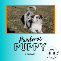 Ep. 0: Welcome to the Pandemic Puppy Podcast!