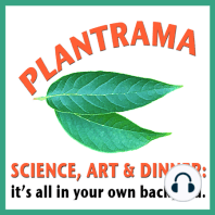 015 - Your Outdoor Office, Peaches, and Arugula VS Garlic Mustard - Plantrama - plants, landscapes, & bringing nature indoors