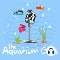 #56 – Out Of The Tank Series - Turtles