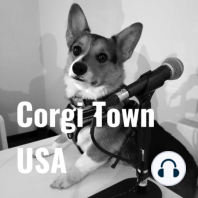 Ash: The Skiing Corgi!