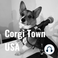 Corgi Frisbee Dog!