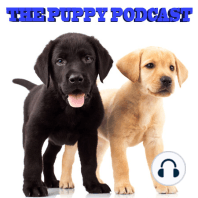 The Puppy Podcast #5