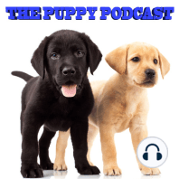 The Puppy Podcast #4