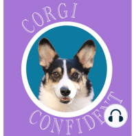 Friday Funday: Corgis in Barn Hunt