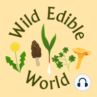 WEWP#18: Hen-of-the-woods mushroom (Grifola frondosa)