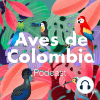 Aves sagradas de Mesoamérica : Quetzales y trogones