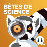 L'éléphant comprend les langues humaines (Bêtes de Science, nouvelle formule !)