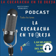 ? TERROR EN BLACK JAGUAR WHITE TIGER, ?REGRESAN RINOCERONTES A MOZAMBIQUE, DÍA MUNDIAL ZOONOSIS, ESPACIO SEGURO PARA TU PERRO Y MÁS (La Cucaracha en tu oreja)