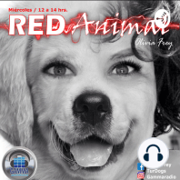 RED ANIMAL CON OLIVIA FREY/TVT, RIESGO DE TANTOS PERRITOS EN LA CALLE, CASO MUÑECA