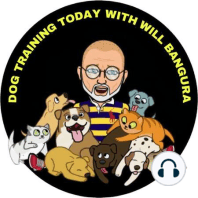 #81 PET TALK TODAY Dog Training with Will Bangura: How to fix Dog Aggression, Anxiety Fears and Phobias: This week I discuss in-depth the principles of counter-conditioning and desensitization